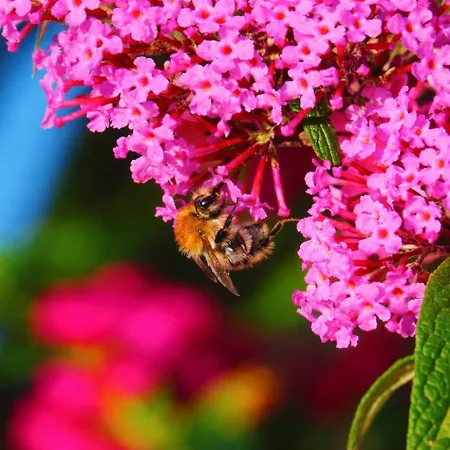 Dom Na Przedgorzu-apartamenty Z Widokiem Na Gory Izerskie