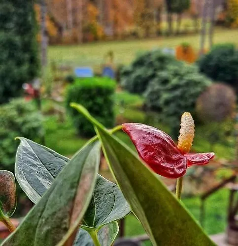 Apartament Dom Na Przedgórzu - Z Widokiem Na Góry